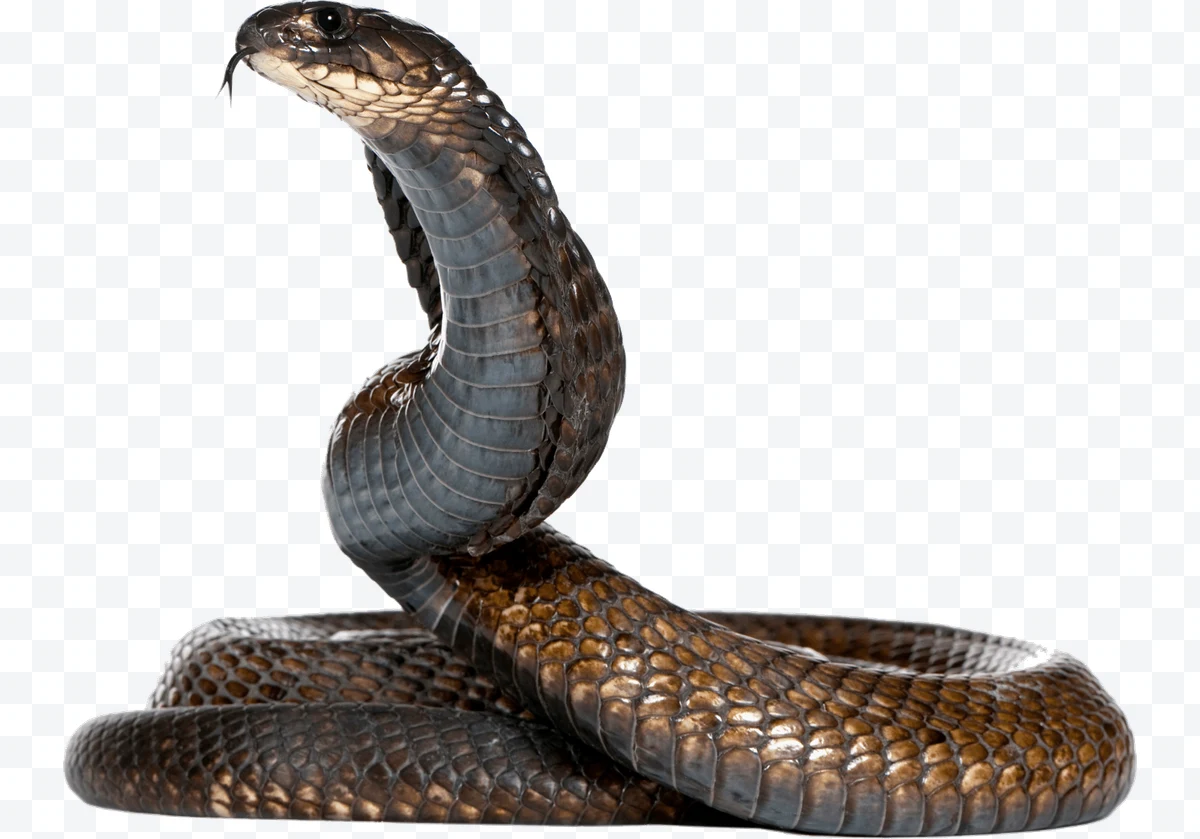 Brown cobra coiled with hood raised and tongue out on background