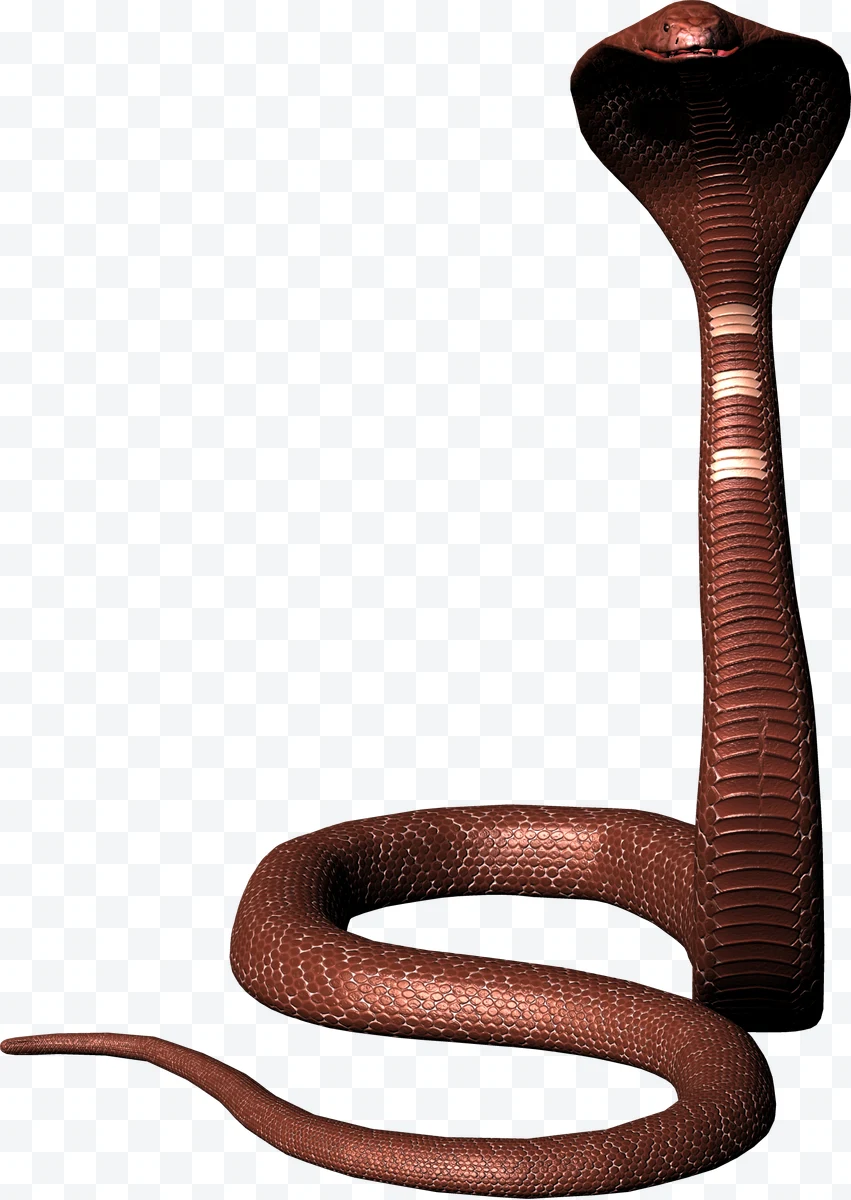 Cobra