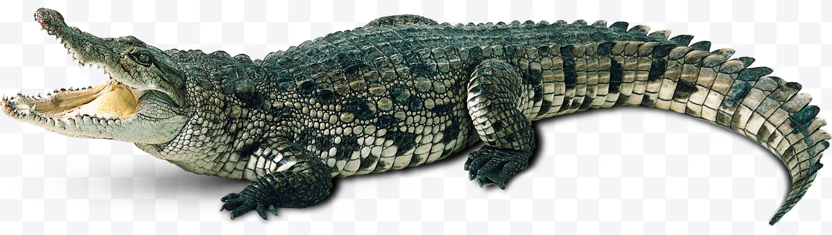 Crocodile