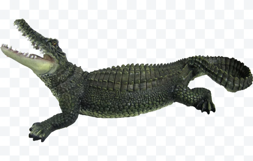Crocodile