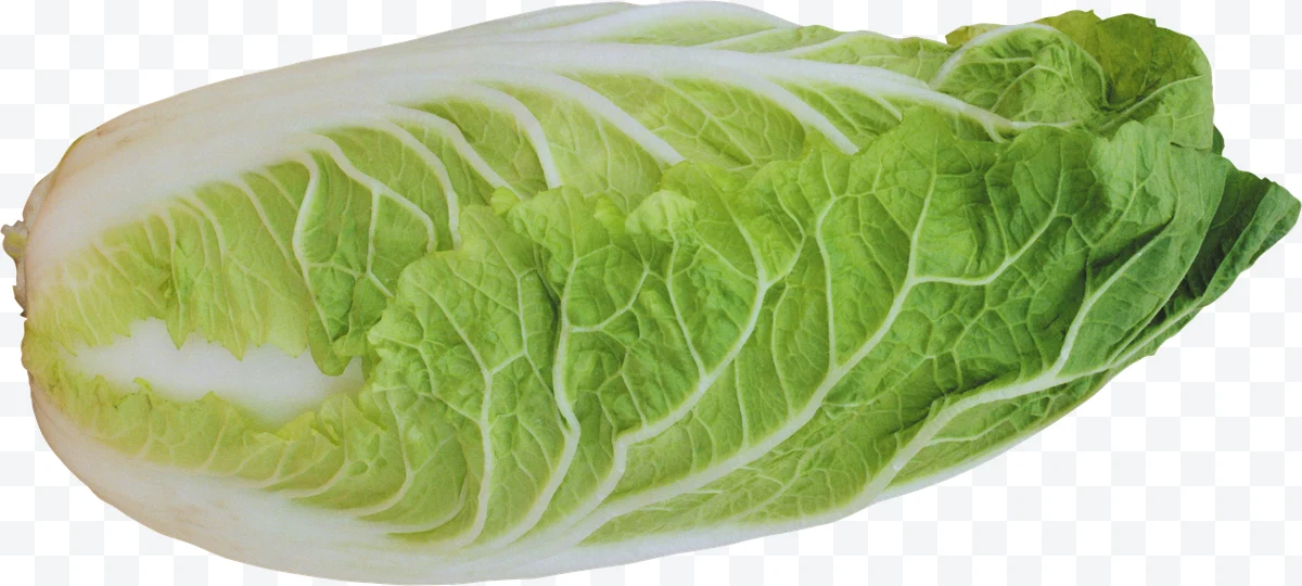 Chinese cabbage with green leaves and white stems