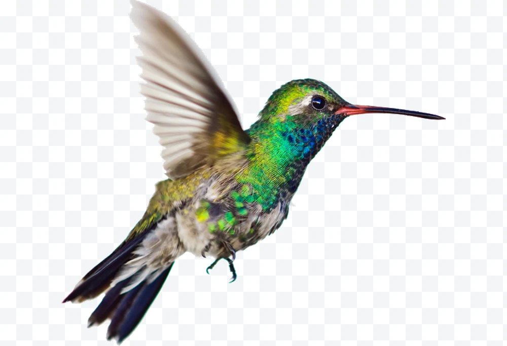 Hummingbird
