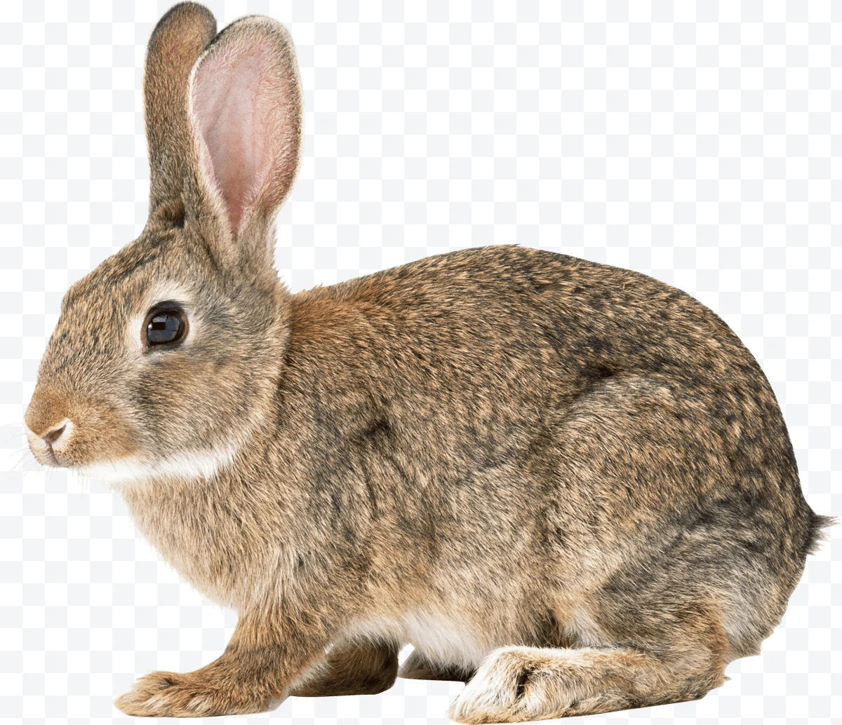 Rabbit