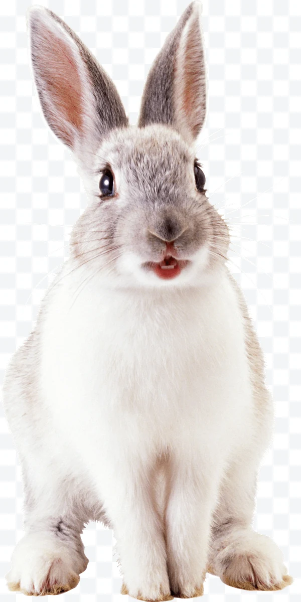 Rabbit