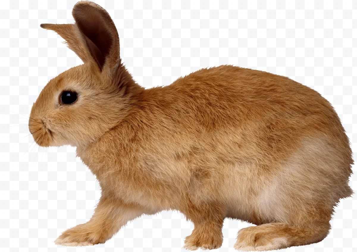 Rabbit