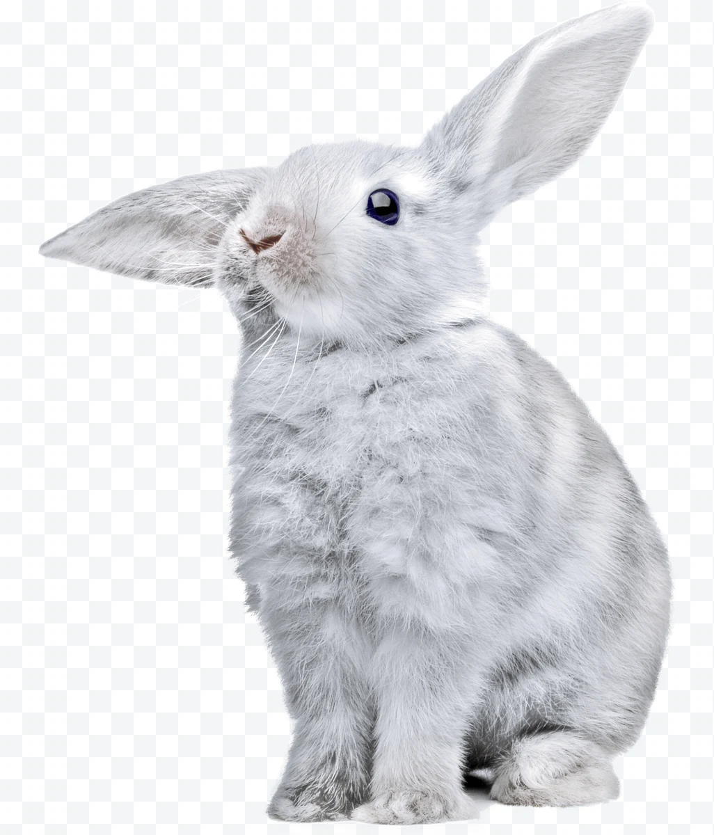 Fluffy white rabbit sitting looking upwards