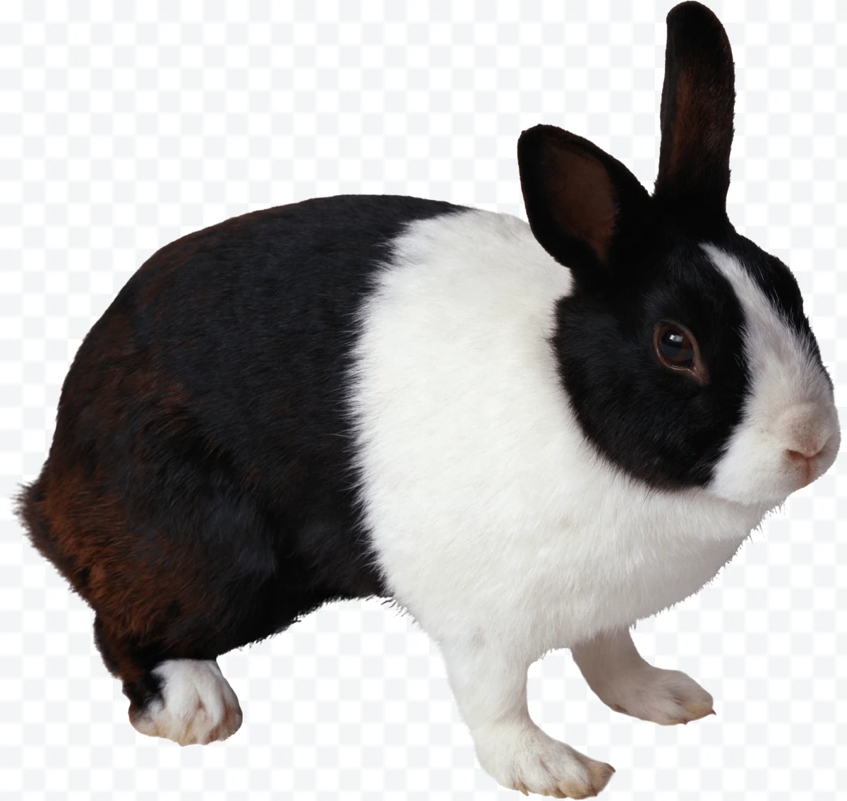 Profile of a black and white rabbit with upright ears