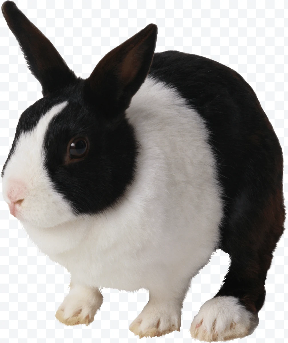 Black and white rabbit with upright ears