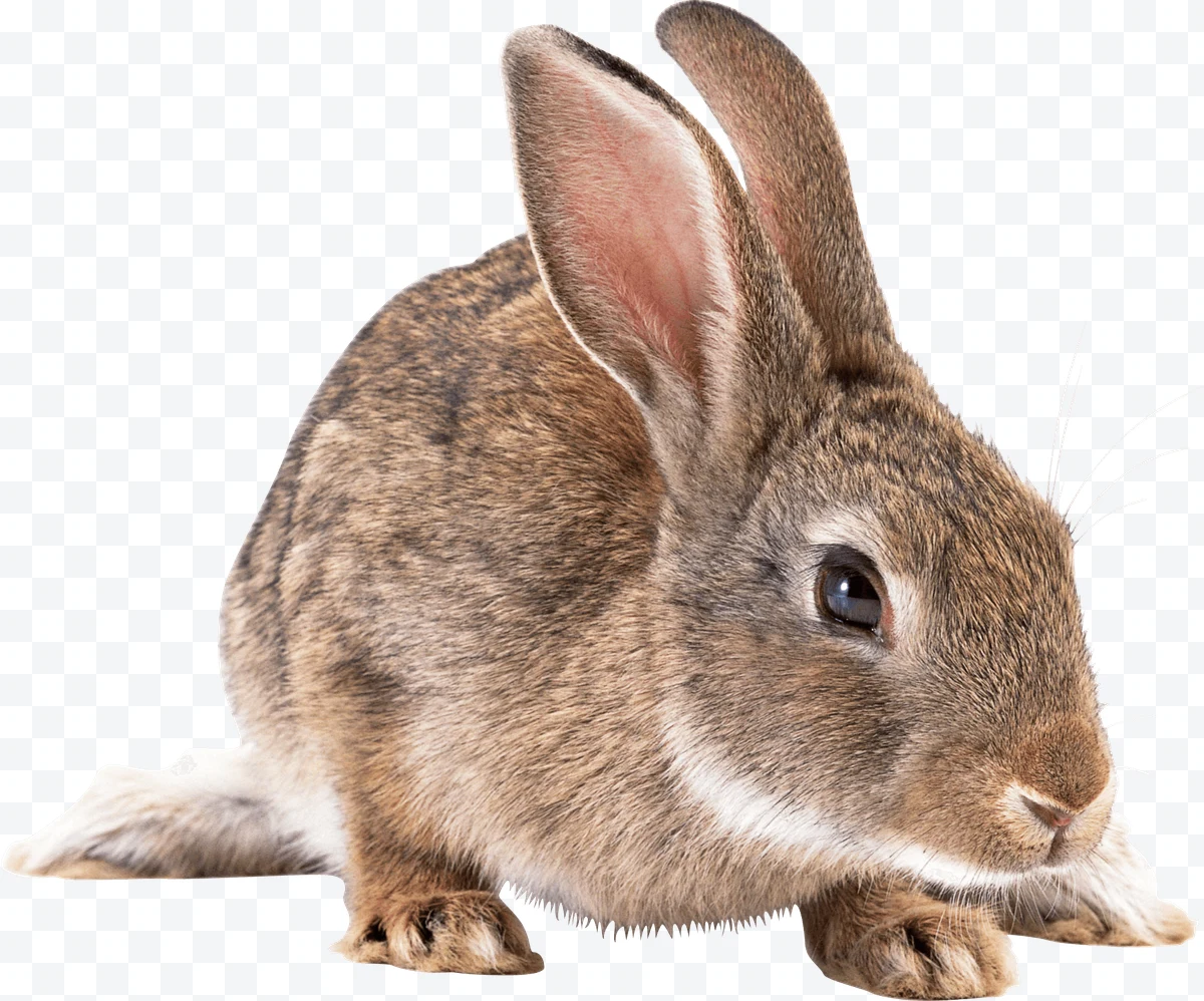 Rabbit