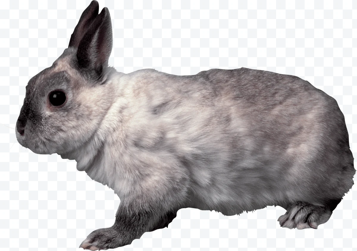 Gray and white rabbit seen in profile