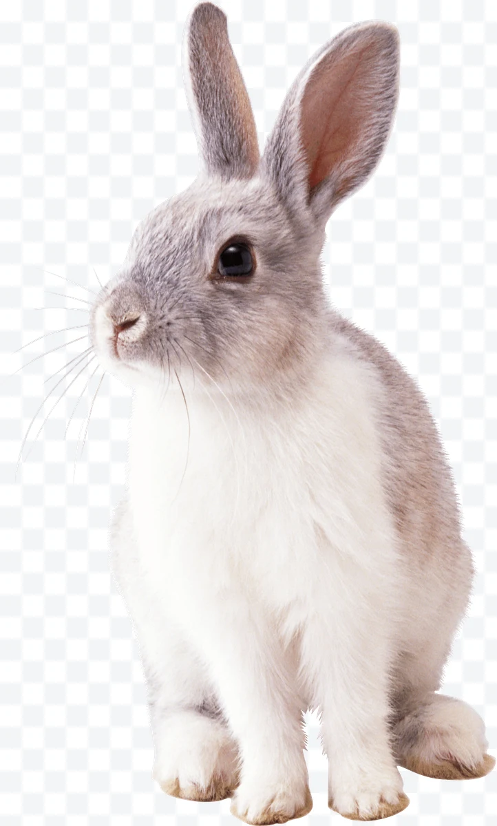Gray and white rabbit sitting in profile with large ears and soft fur