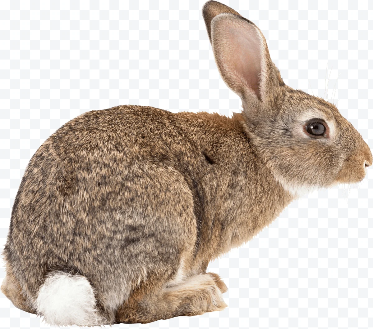 Gray rabbit with white tail and large ears seen in profile