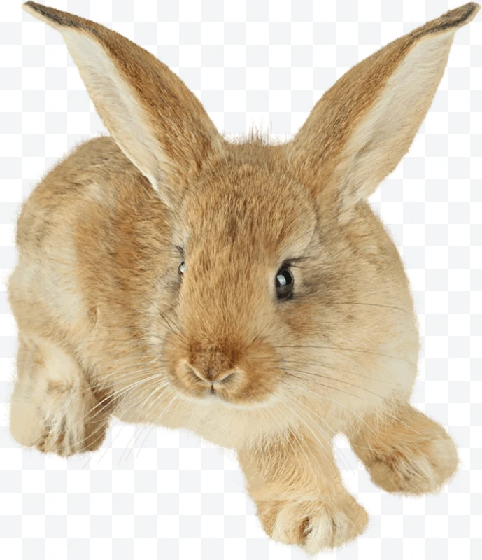 Brown rabbit with large ears on white background.