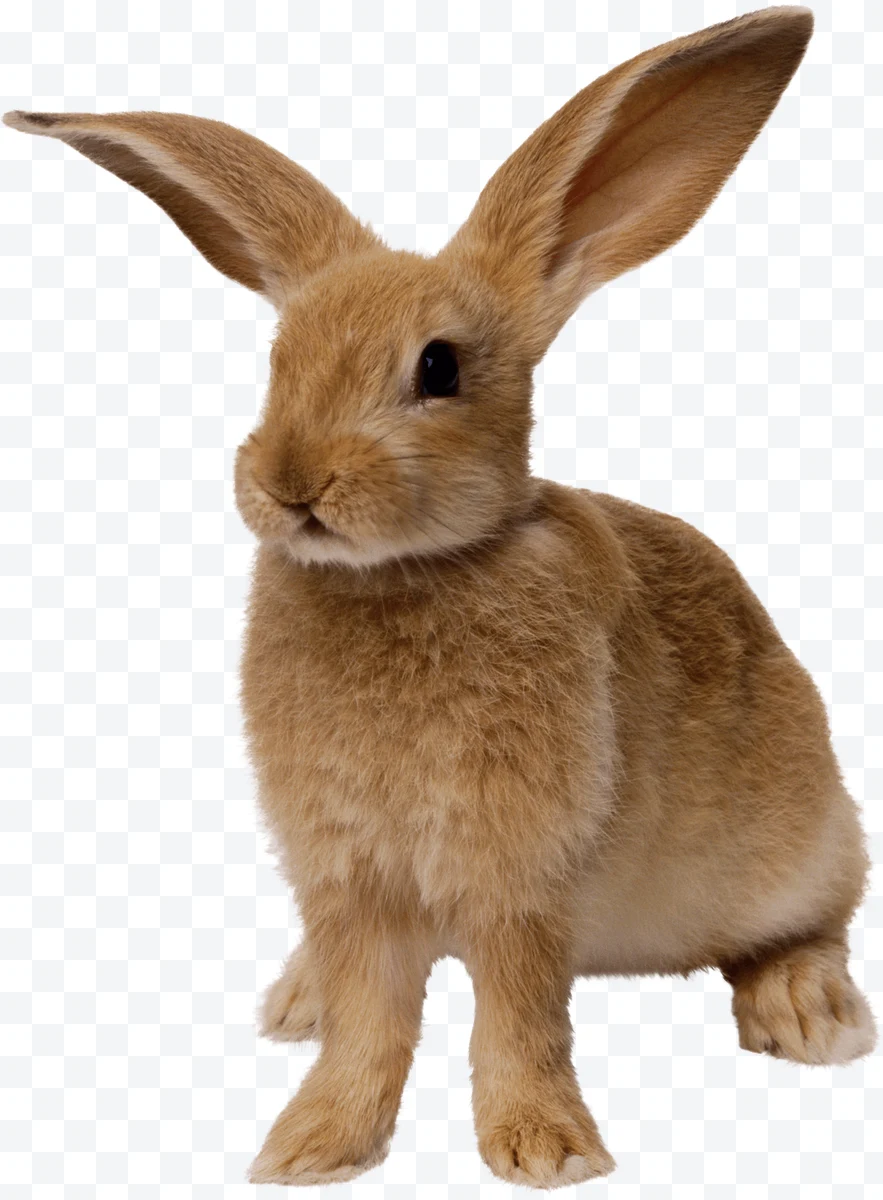 Brown rabbit with long ears and short hair