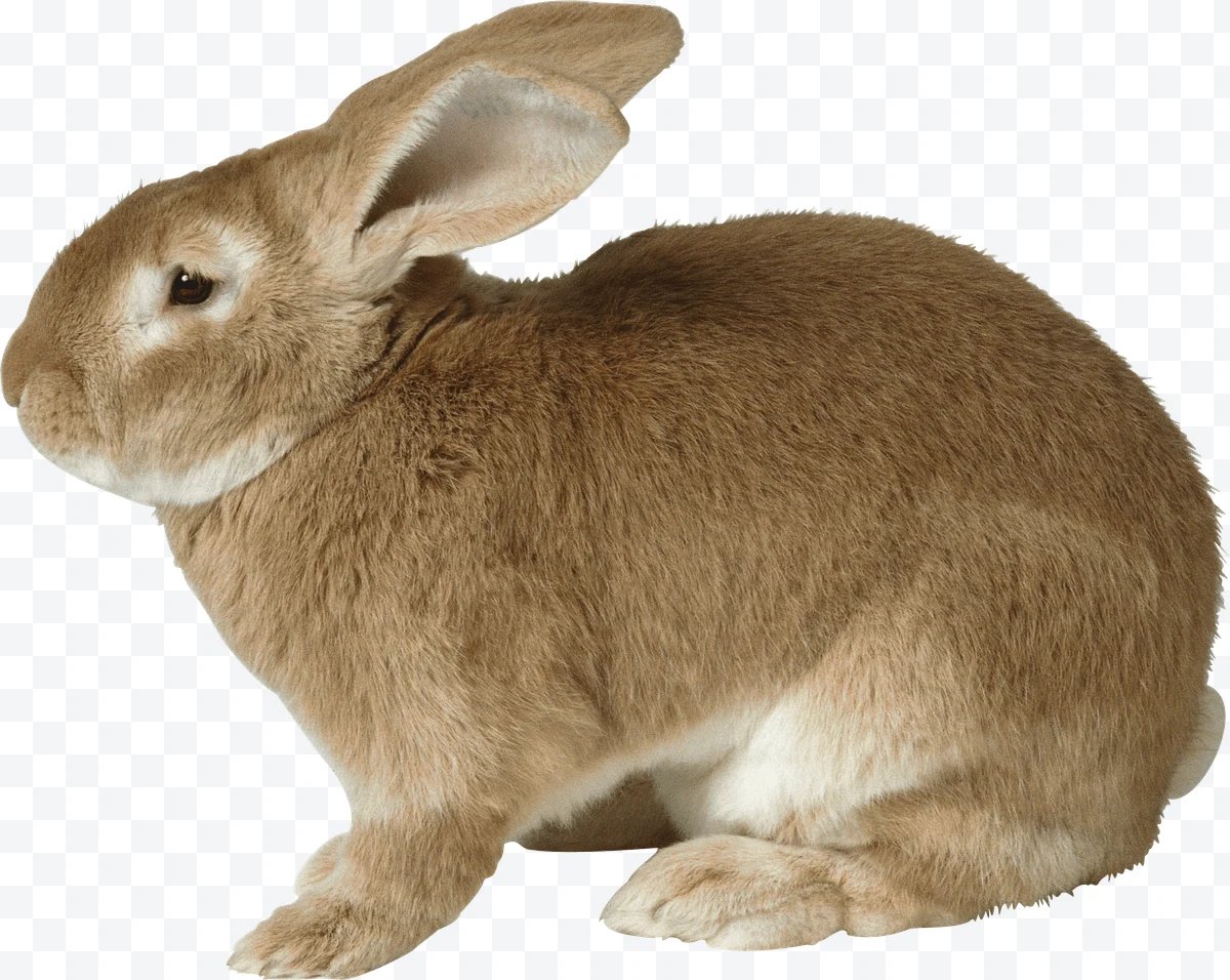 Brown rabbit sitting in profile with large ears