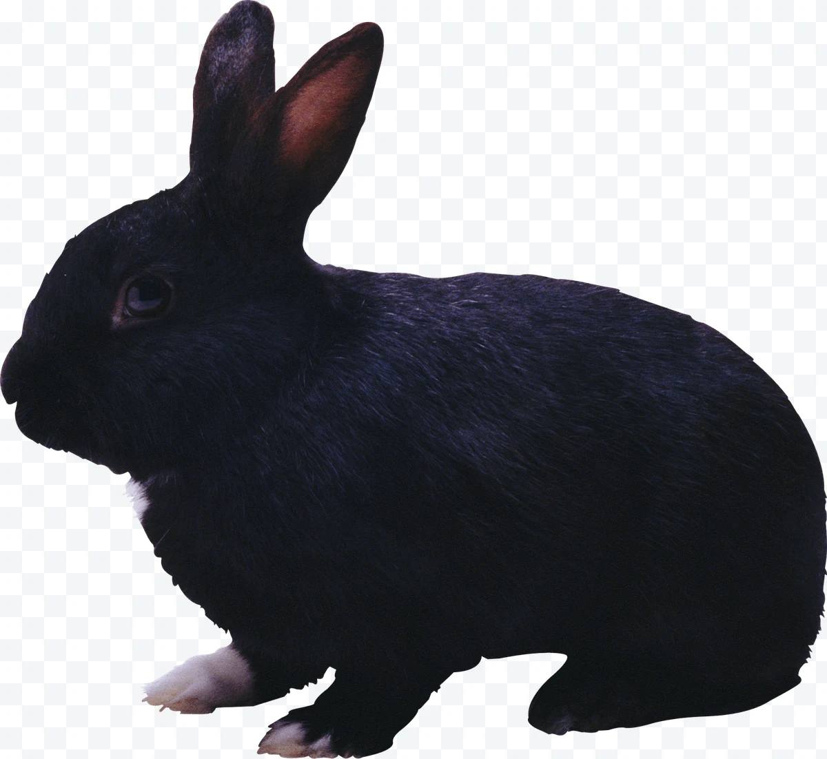Black rabbit with white paws seen in profile