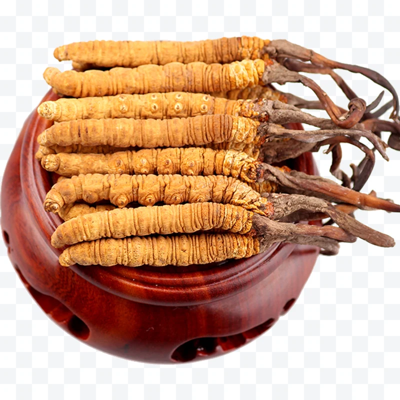 Cordyceps