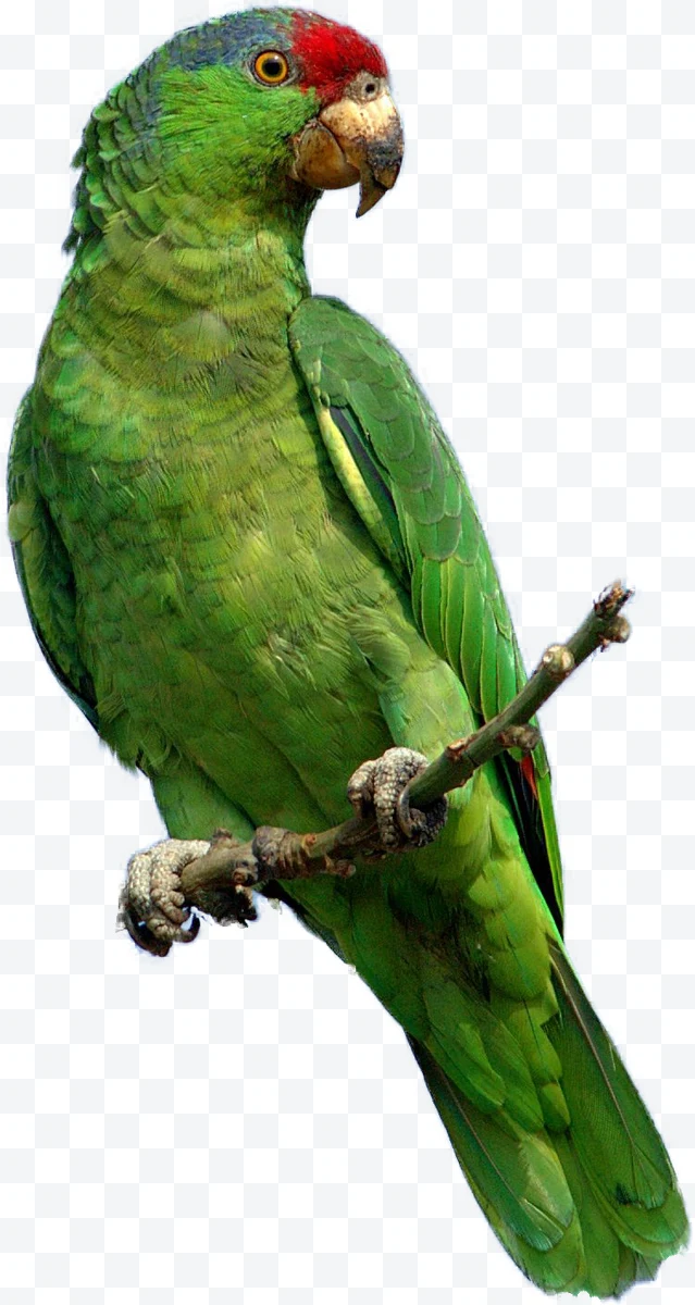 Red-headed Parrot