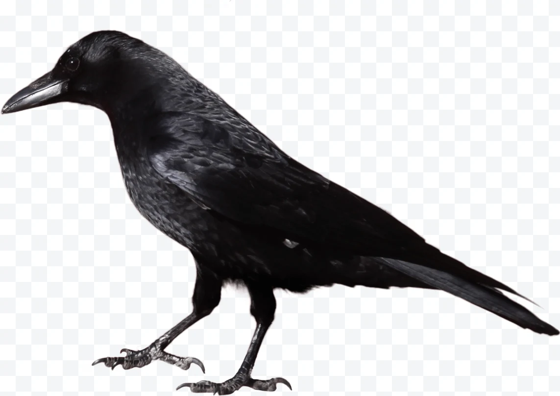 Crow