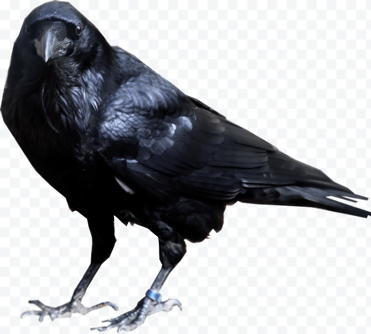 Crow