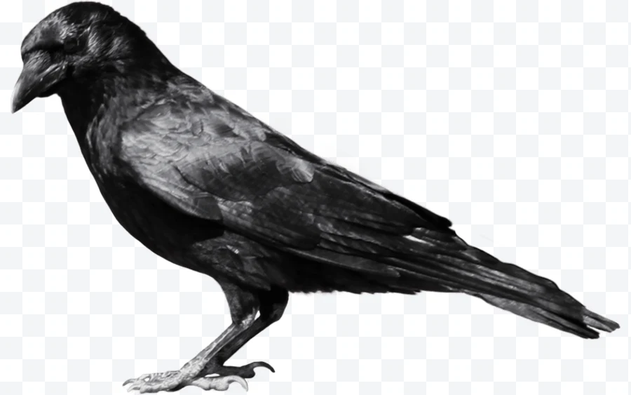 Crow