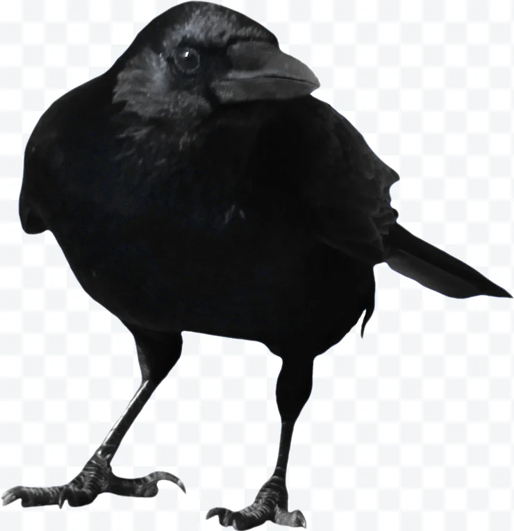 Crow