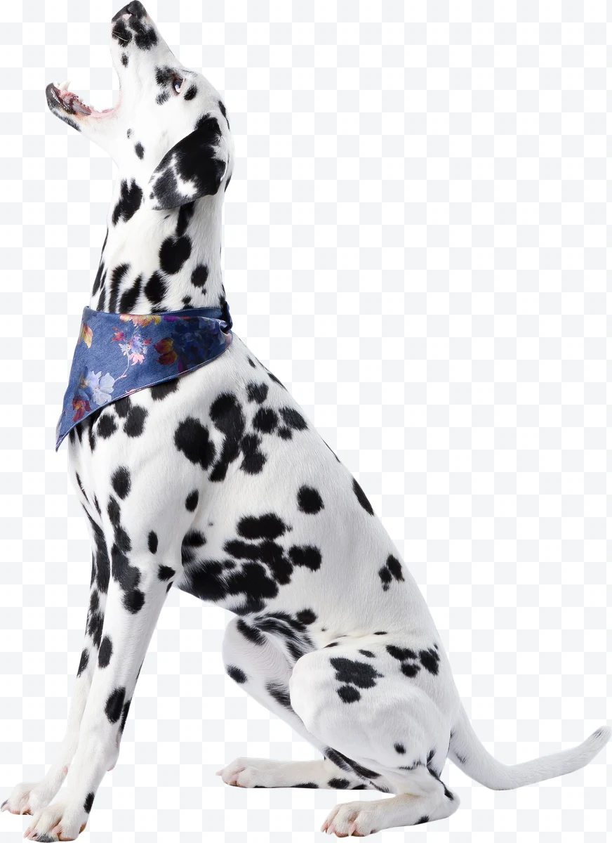 Dalmatian