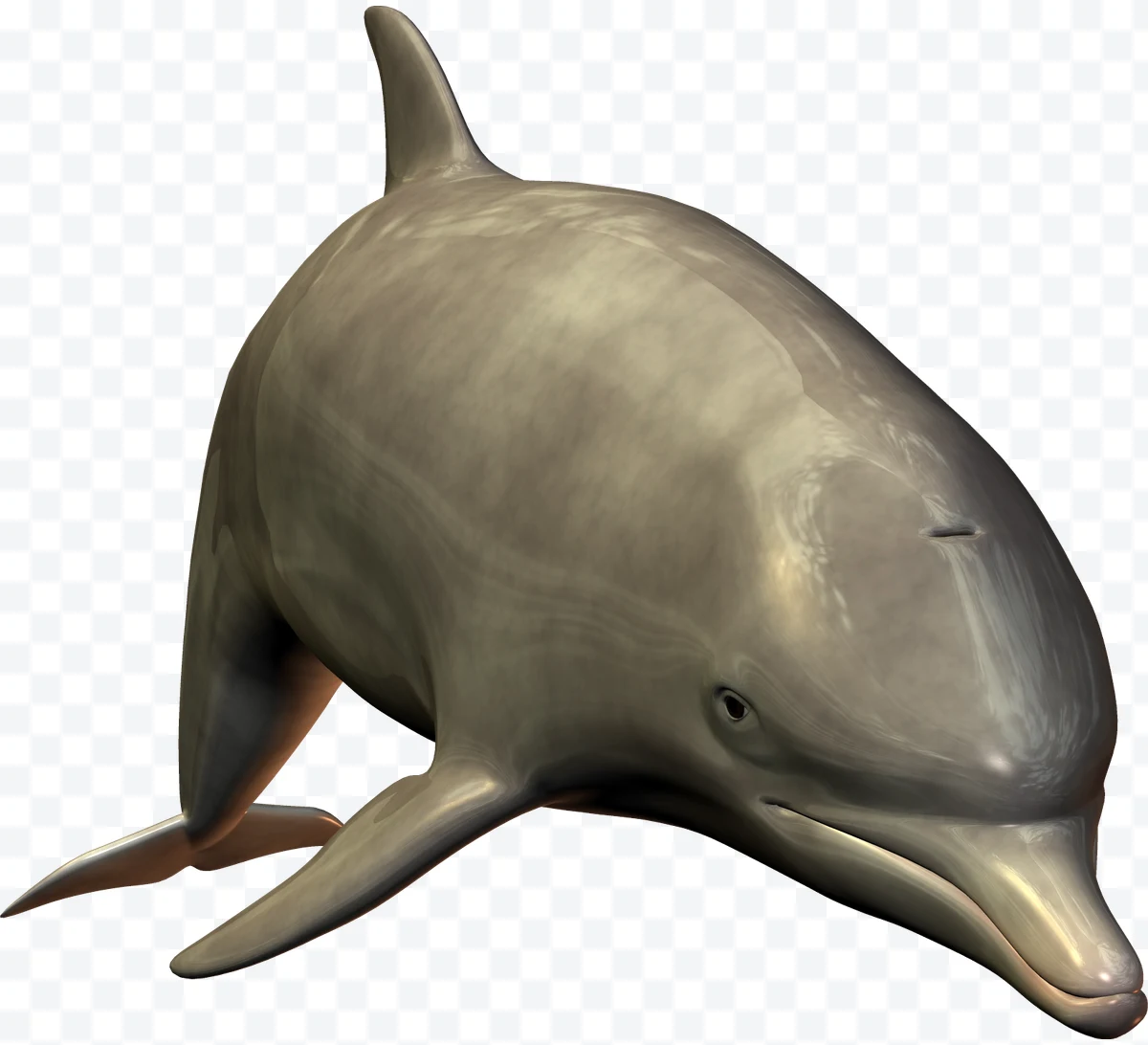 Dolphin
