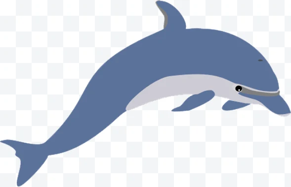 Dolphin