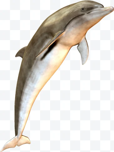 Dolphin