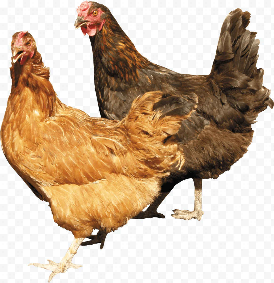 Two hens, one brown and one black, on a white background