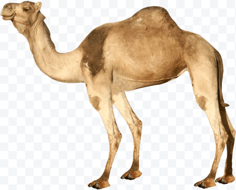 Light brown dromedary side profile