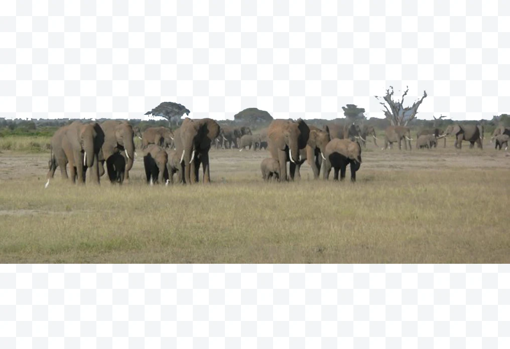 African elephant