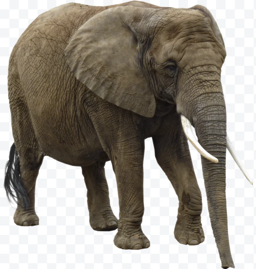 African elephant with long tusks and wrinkled skin standing