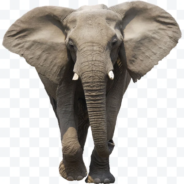 African elephant front view with large ears and small tusks
