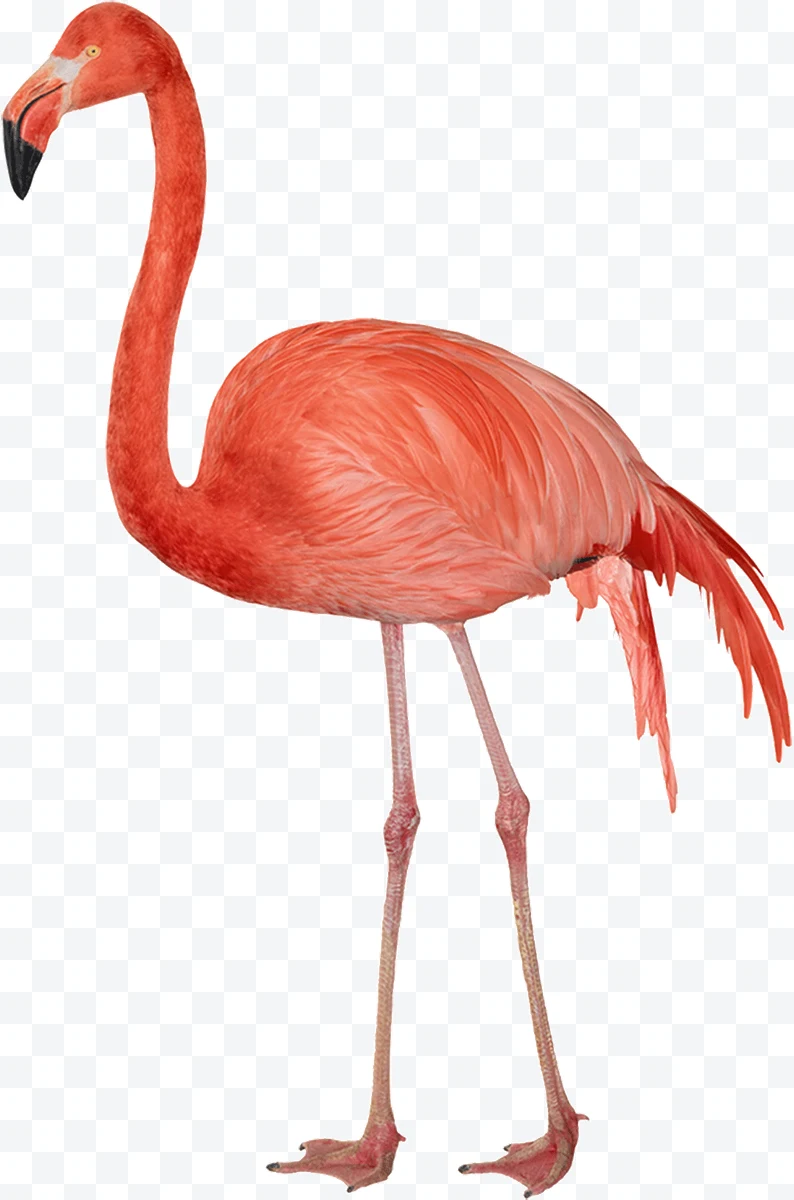 Standing pink flamingo on white background