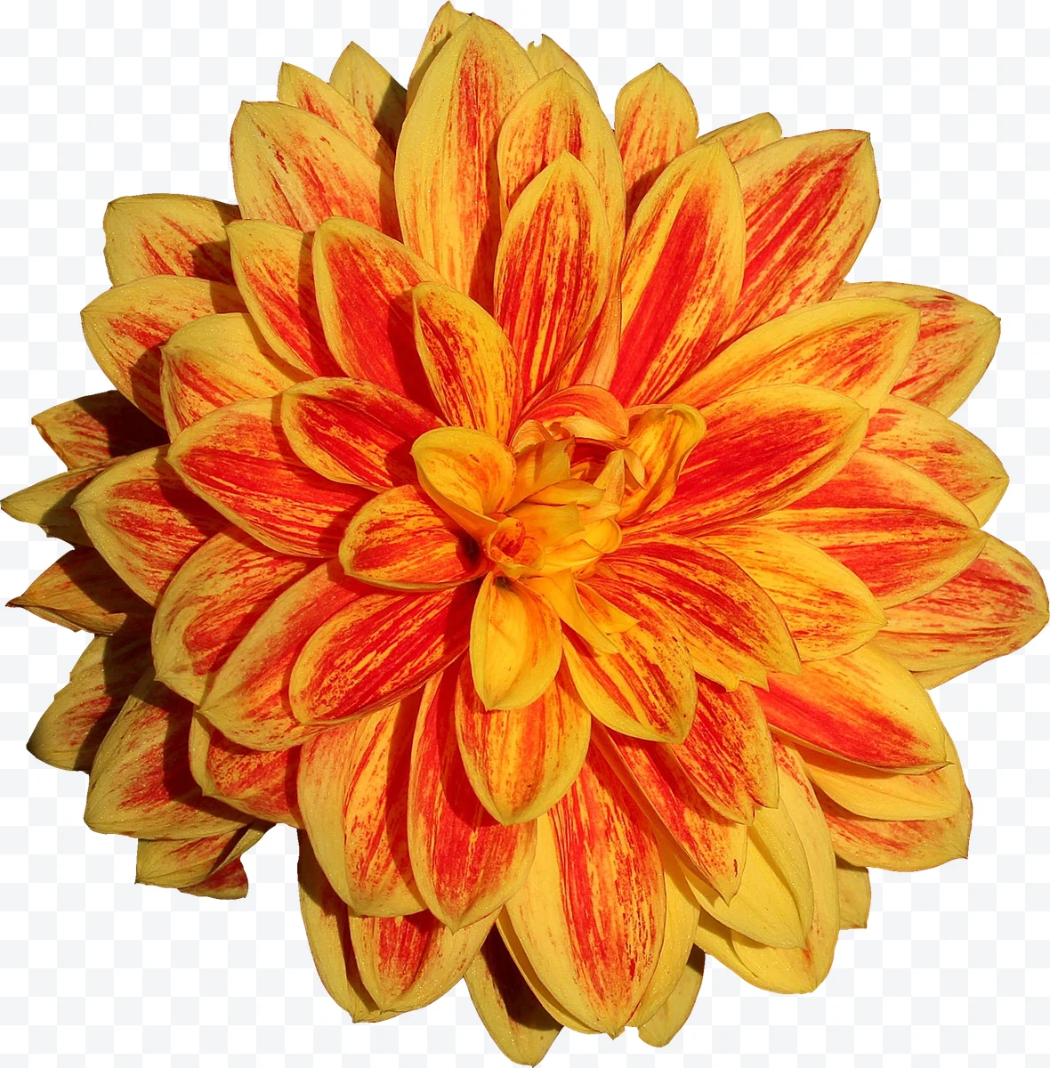 Yellow and red striped dahlia flower viewed from above
