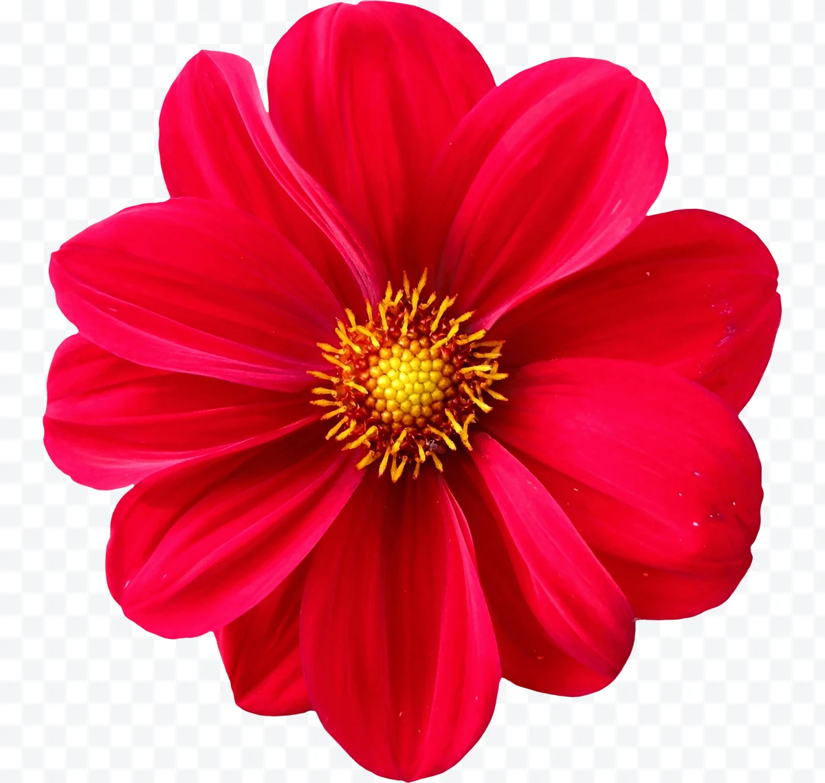 Red flower with large petals and yellow center