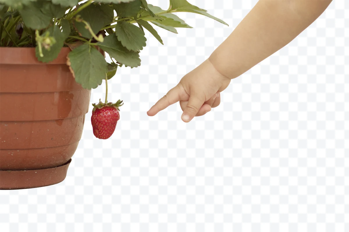 Strawberry with baby hand
