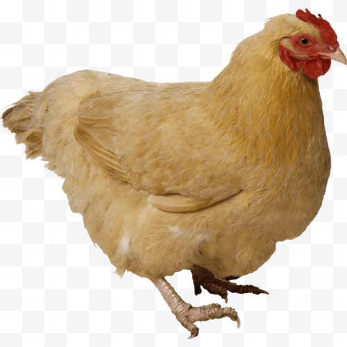 Yellow hen seen in profile