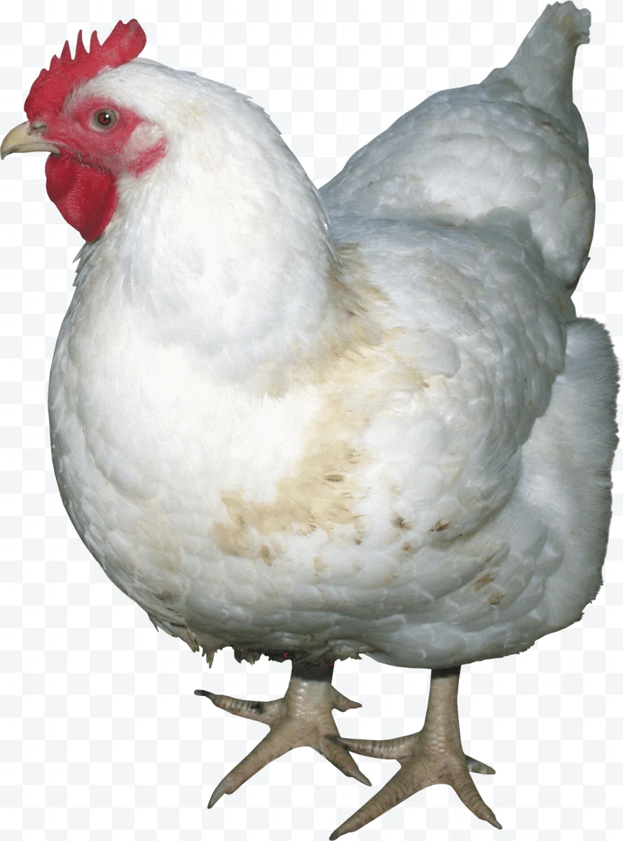 White chicken with red comb and dense plumage