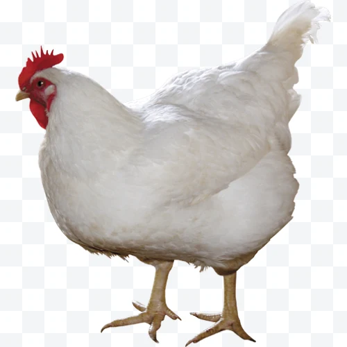 White hen standing with red comb