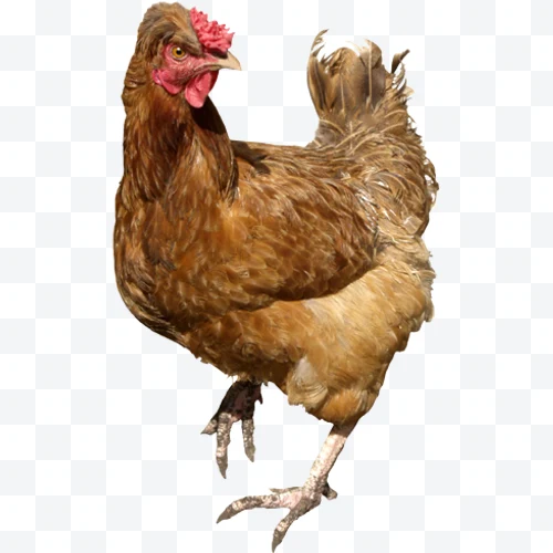 Brown hen with red comb and dense feathers