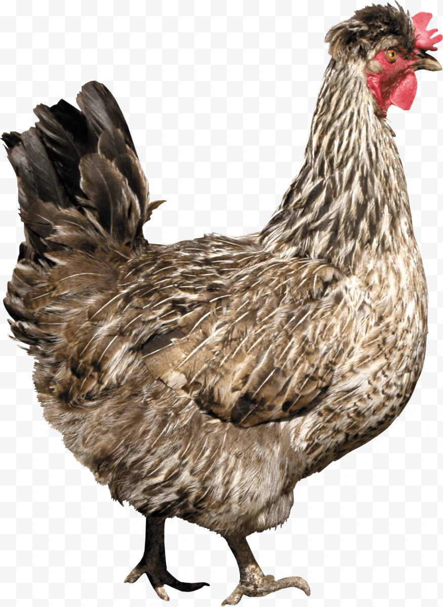 Brown speckled hen with red comb in profile on white background