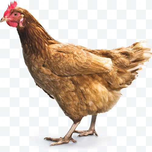 Brown hen in profile with red comb