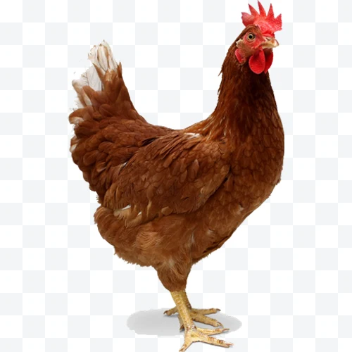 Brown hen with red comb standing
