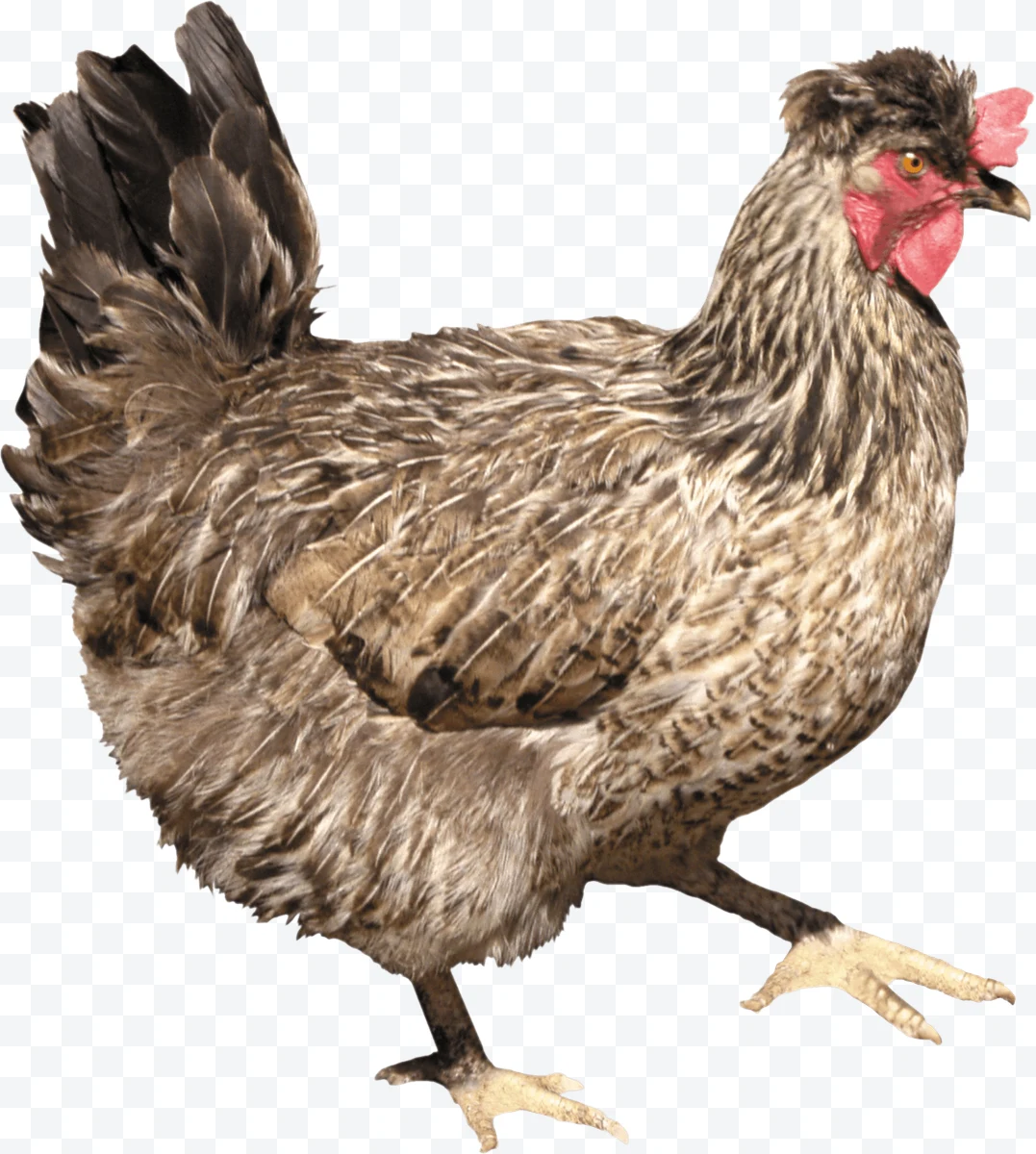 Brown hen with red comb in profile