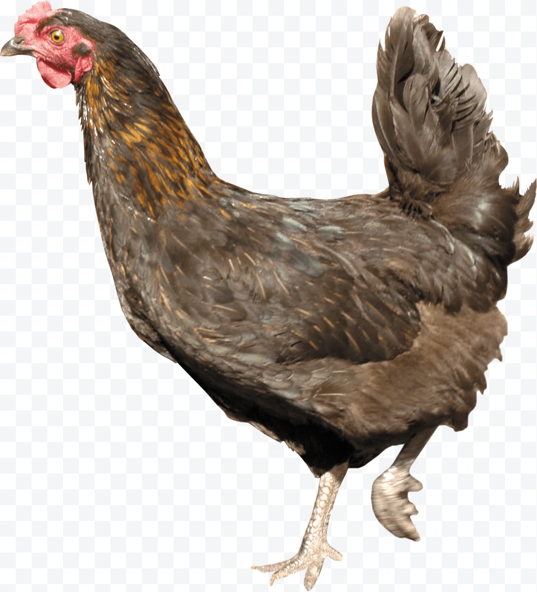 Brown hen with red comb in profile on white background