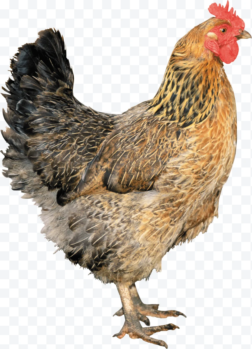 Brown and black hen with red comb in profile on white background