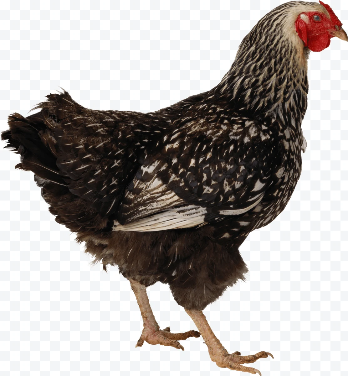Hen with black and white feathers and red comb side view